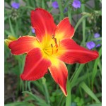 All American Chief Daylily