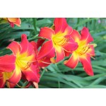 Amadeus Daylily