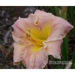 American Original Daylily