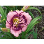 Amys Seeing Double Daylily