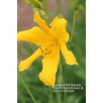 Ancient Elf Daylily