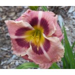 Angel Rodgers Daylily