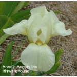 Anna's Angels iris