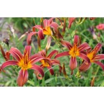 Apache Bandana Daylily