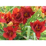 Apache War Dance Daylily