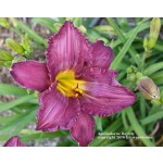 Apollodorus Daylily