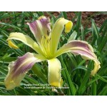Apple Swirl Daylily