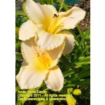Arctic Snow Daylily