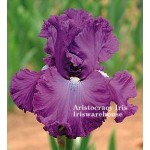 Aristocracy Iris