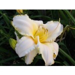 August Frost Daylily