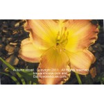 Autumn Wood Daylily