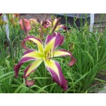Awesome Butterfly Daylily