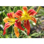 Aztec Firebird Daylily