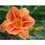 Aztec Priestess Daylily