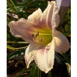 Babylonian Pearl Daylily