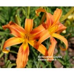 Baitoushan Daylily
