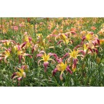 Bali Watercolor Daylily clump