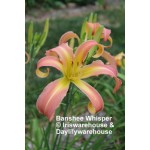 Banshee Whisper Daylily