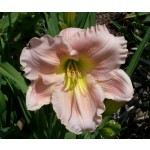 Barbara Mitchell Daylily