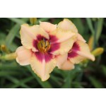 Bayou Bride Daylily