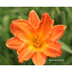 Beaukiss Daylily