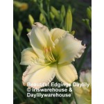 Beautiful Edgings Daylily