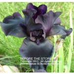 Before the Storm Iris