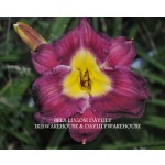 Bela Lugosi Daylily