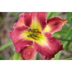 Belgium Ancestor Daylily