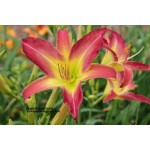 Bengali Princess Daylily