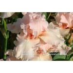 Beverly Sills Iris