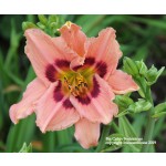 Big Cabin Beginnings Daylily