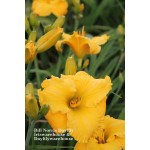 Bill Norris Daylily
