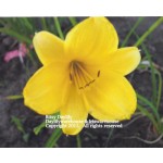 Bitsy Daylily