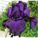 Black Tornado Iris