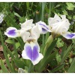 Blue Pools Iris