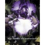 Blue Staccato Iris
