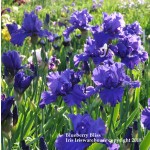 Blueberry Bliss Clump