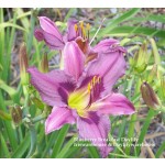 Blueberry Breaklast Daylily