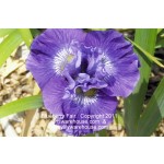 Blueberry Fair Siberian Iris
