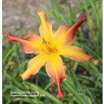 Blushing Jellyfish Daylily