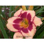 Blushing Summer Valentine Daylily