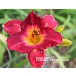 Bo Red Daylily