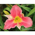 Border Crossing Daylily