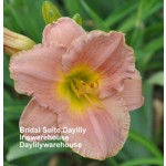 Bridal Suite Daylily