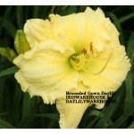 Brocaded Gown Daylily