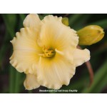 Brookwood Carved Ivory Daylily