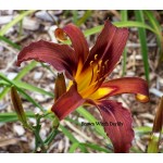 Brown Witch Daylily
