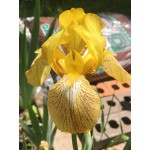 Browns Mutant Iris