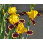 Bumblebee Delight Clump